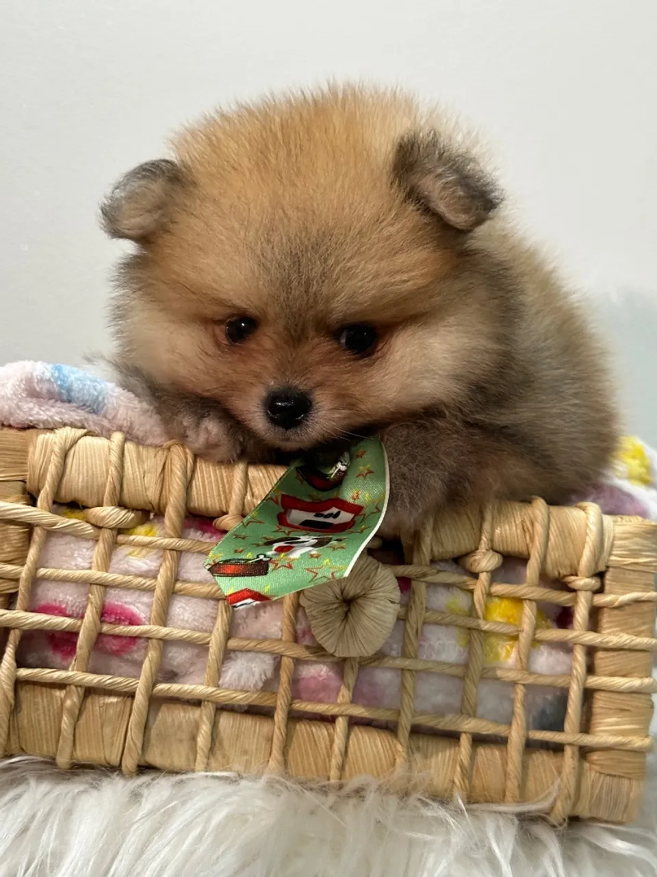 spitz alemão laranja anãozinho.