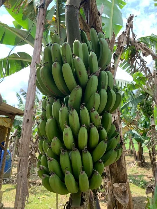 Mudas banana nanica - Foto 3