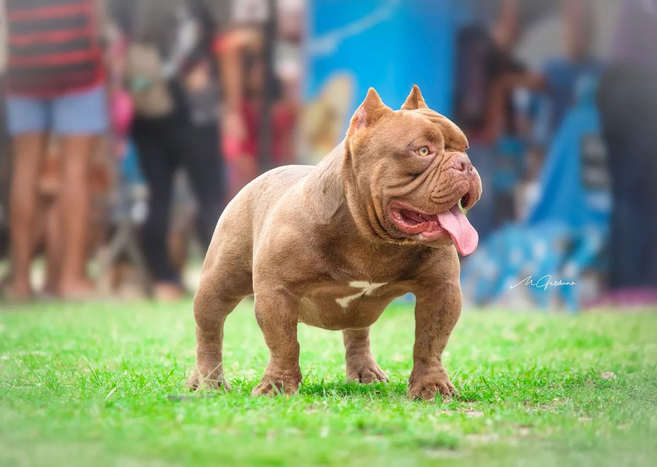 American Bully - filhotes - Foto 6