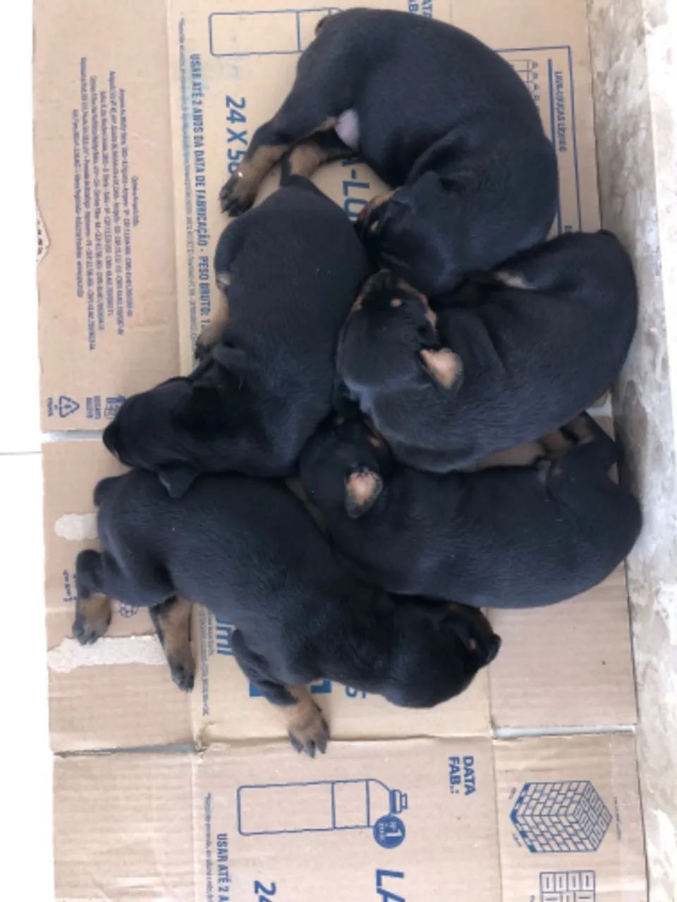 Filhotes puros da raça DOBERMAN - Foto 4