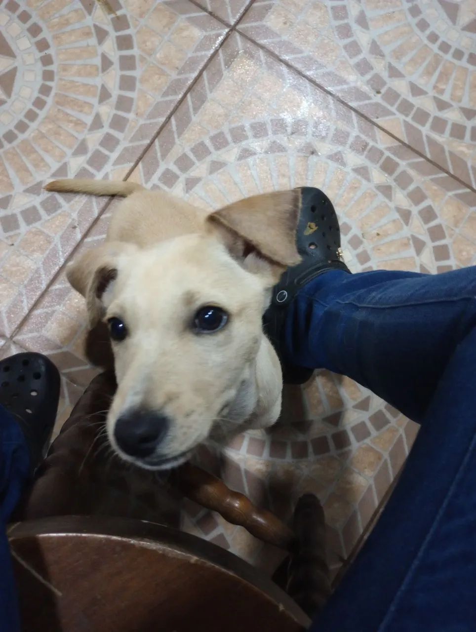 Doação de cachorro 