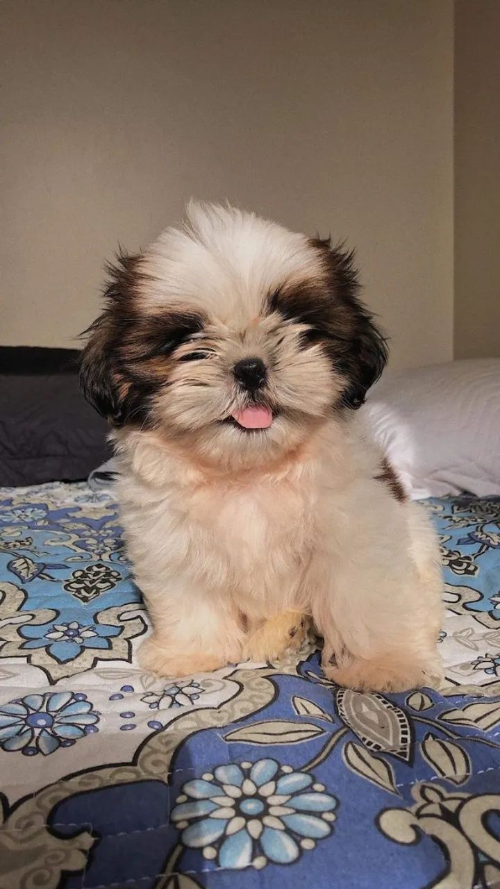 Venda De Cachorro Shih Tzu Filhote Saudável