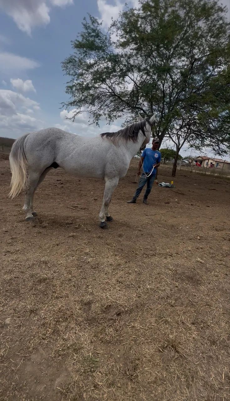 Cavalo de Vaquejada correndo de direita à venda