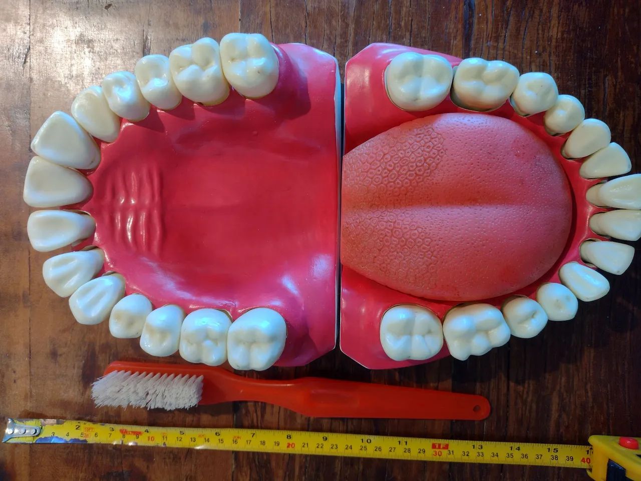 Manequim macro modelo de dentes - Foto 3