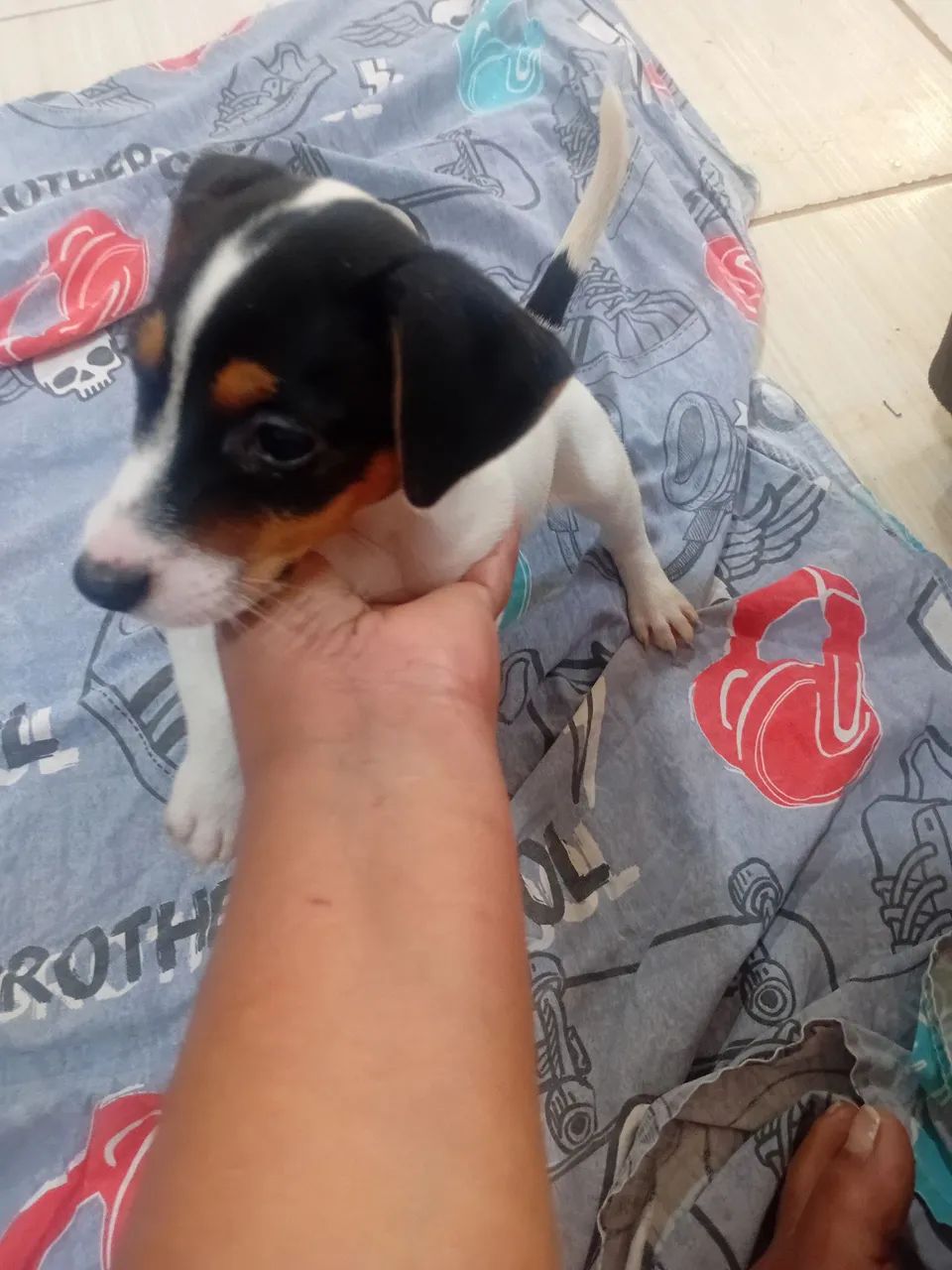 Filhote de Jack Russel * 