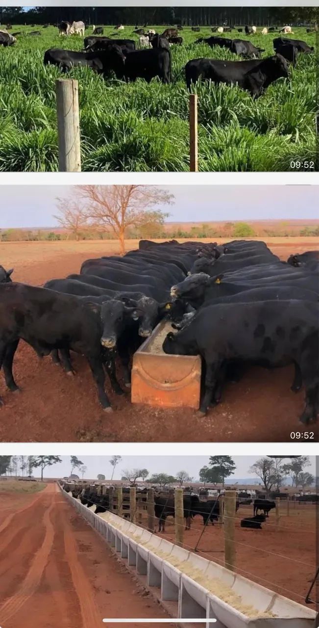 Fazenda em nova Andradina 