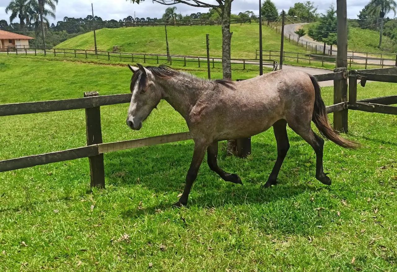 Cavalo Mangalarga Marchador - Foto 4