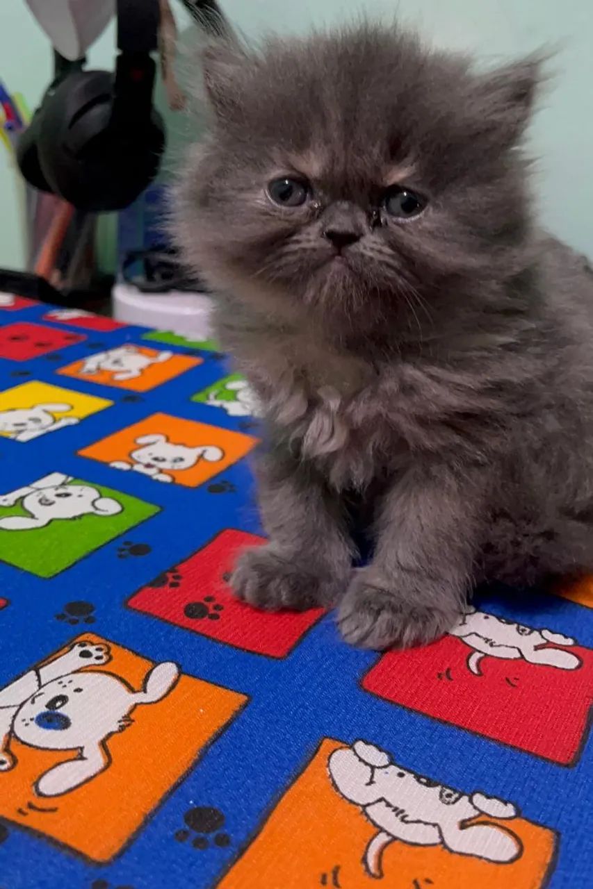 Gatinho Persa  - Foto 4