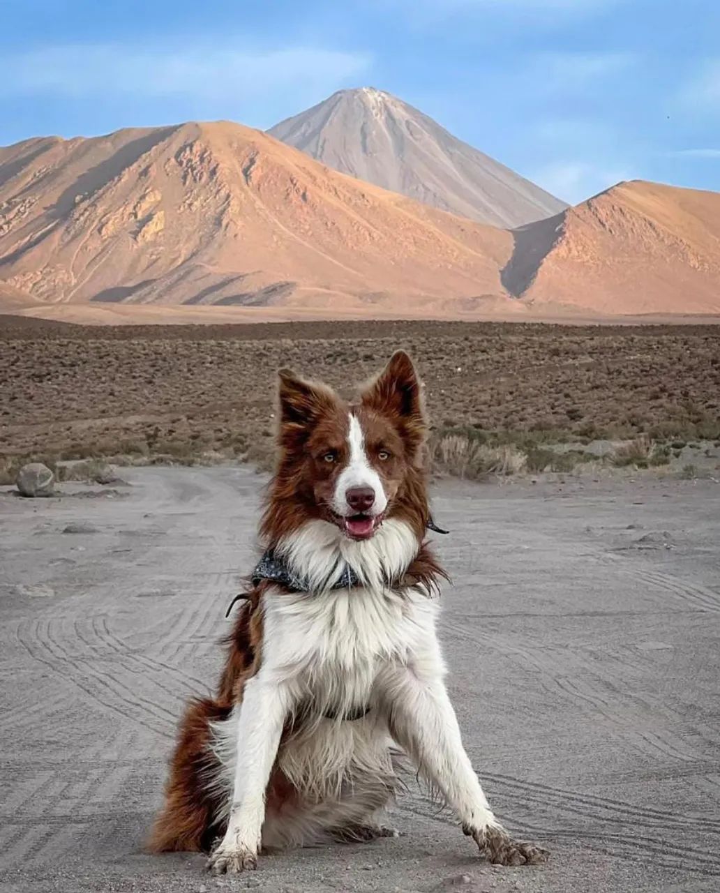 Border collie(Black Friday de machos)