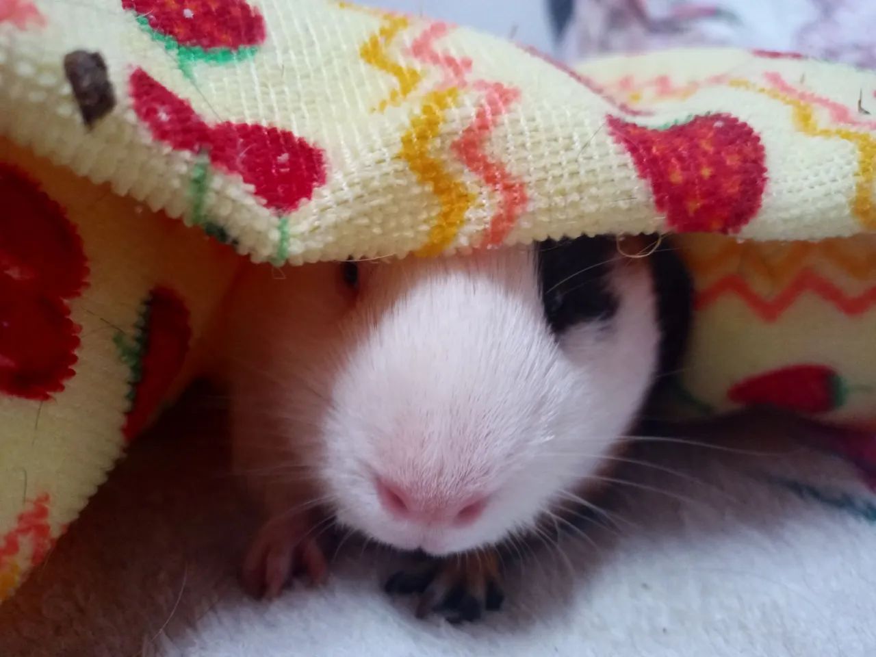 Porquinho da inda fofinho para adoção - Foto 4