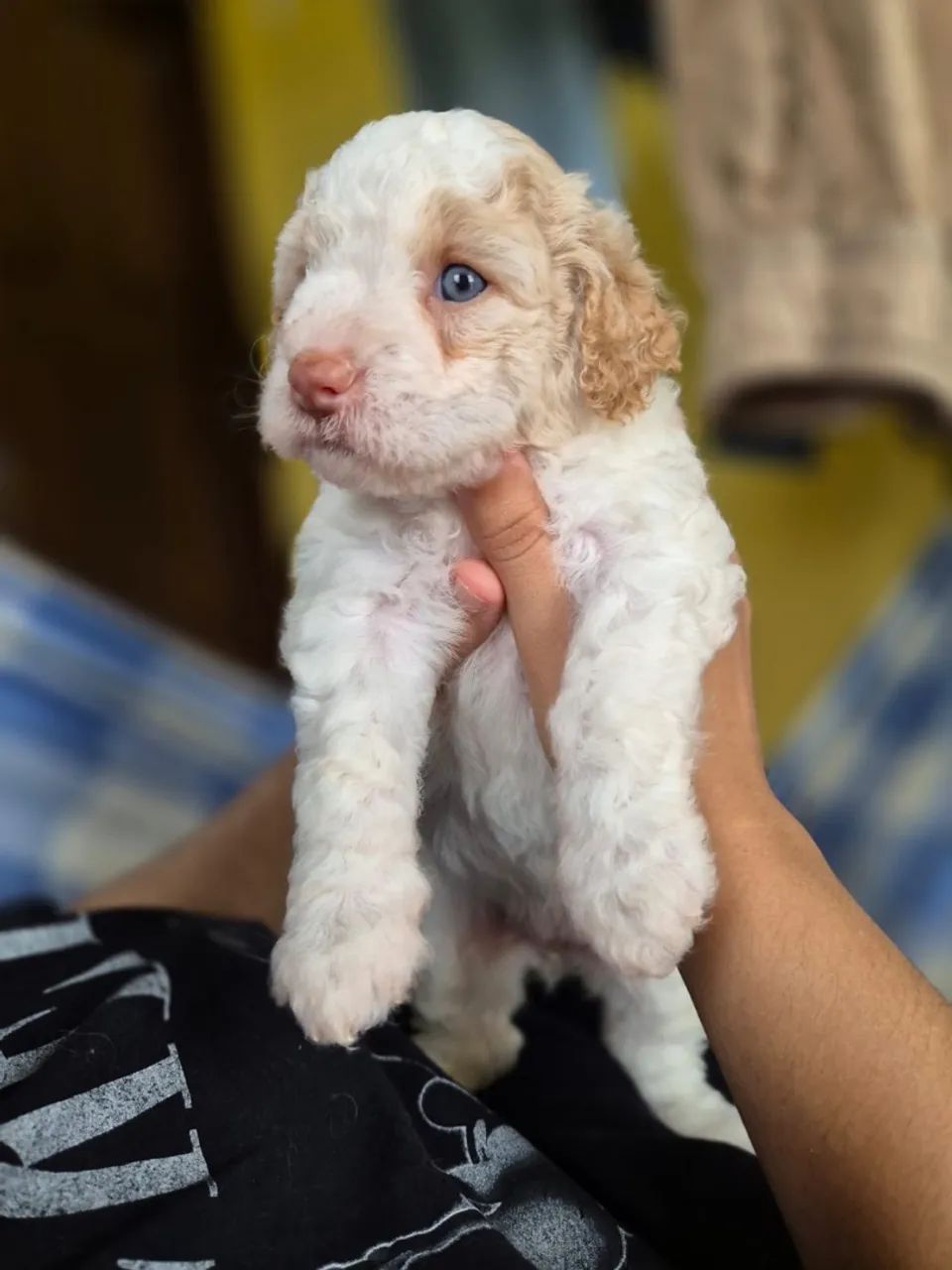 Poodle N 1  - Foto 3