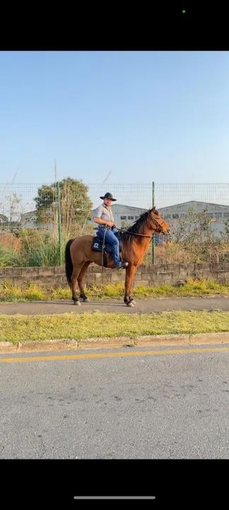 Cavalo marchador a venda