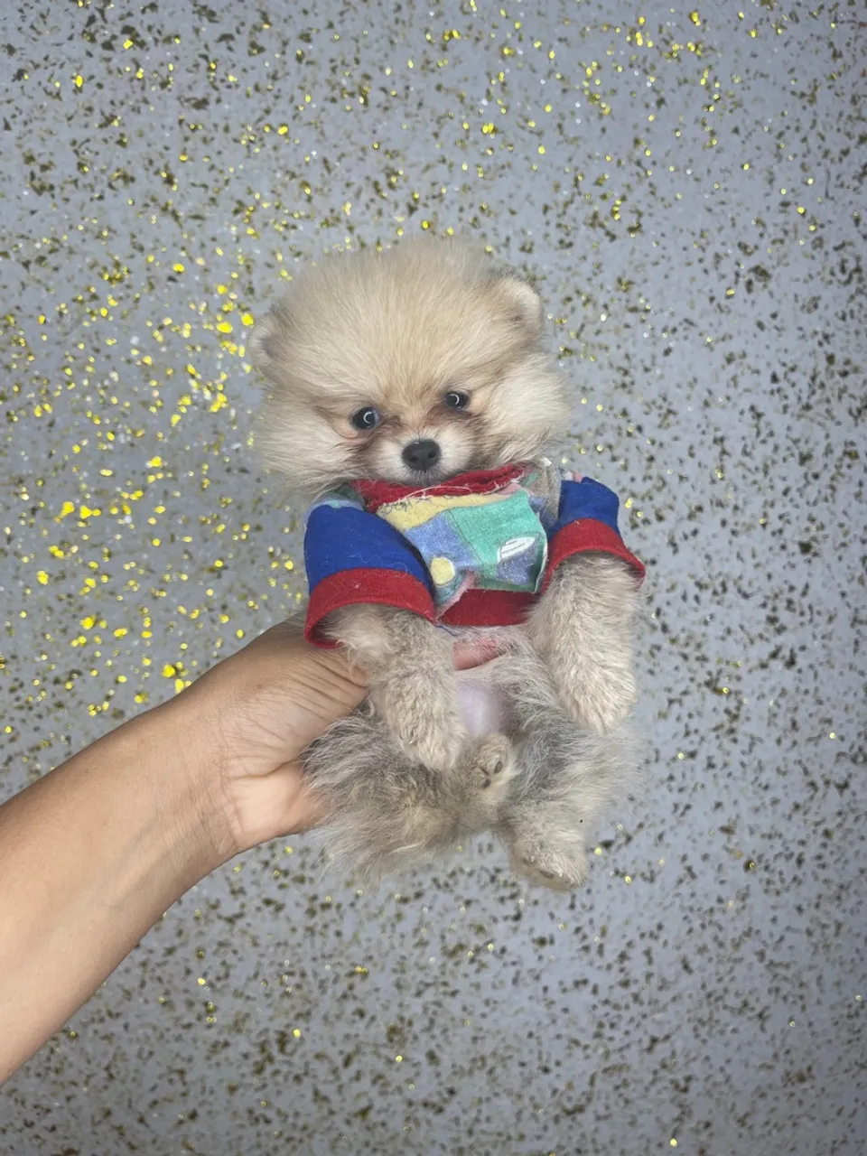 Lulu da Pomerania / Spitz alemão