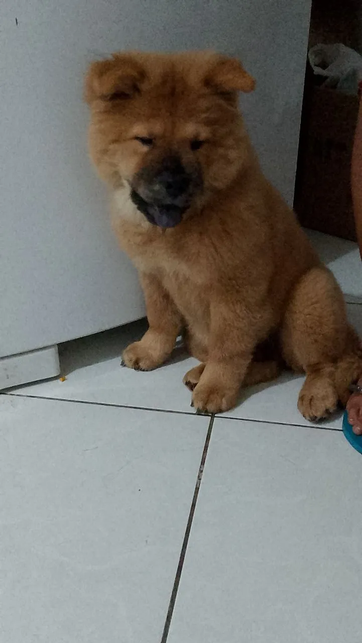 Filhote de Chow-Chow para venda