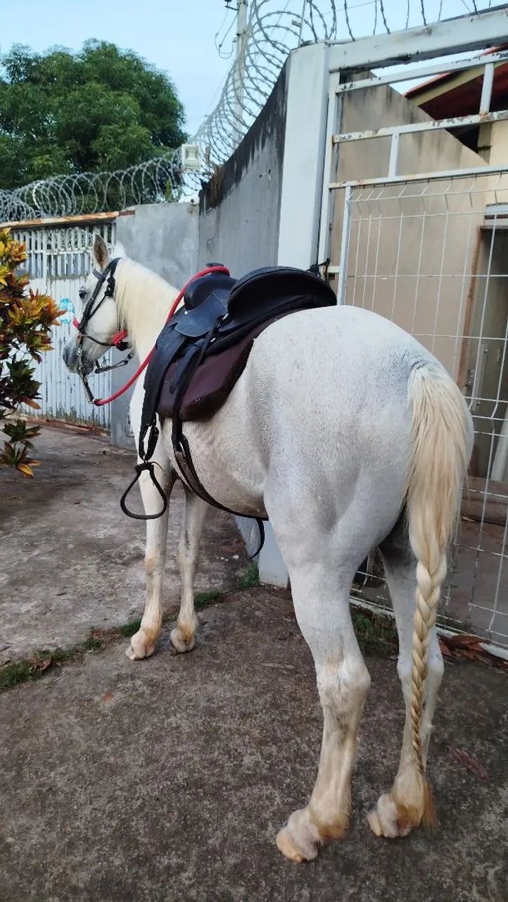 Égua quarto de milha