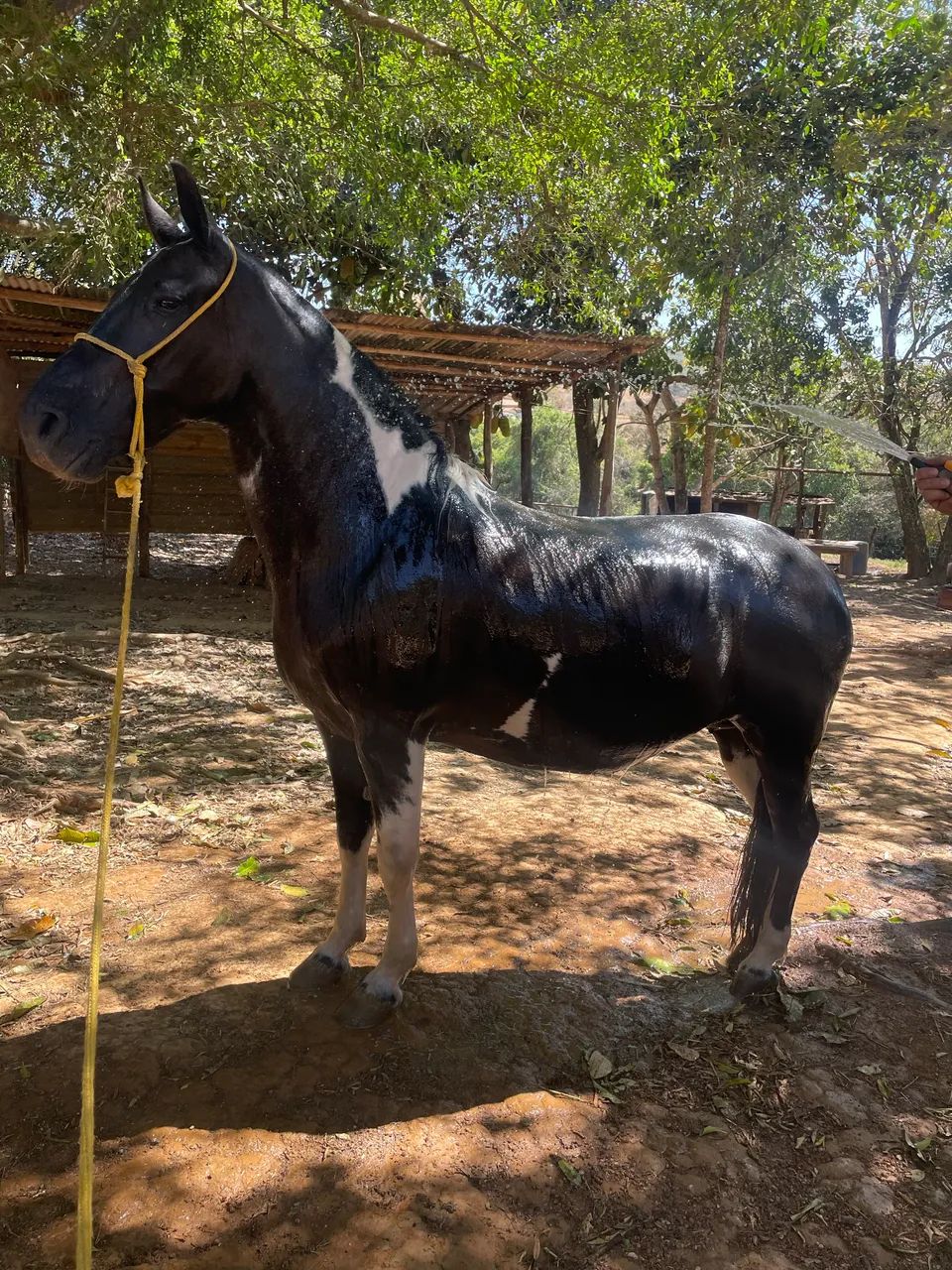 Égua pampa de preto MM