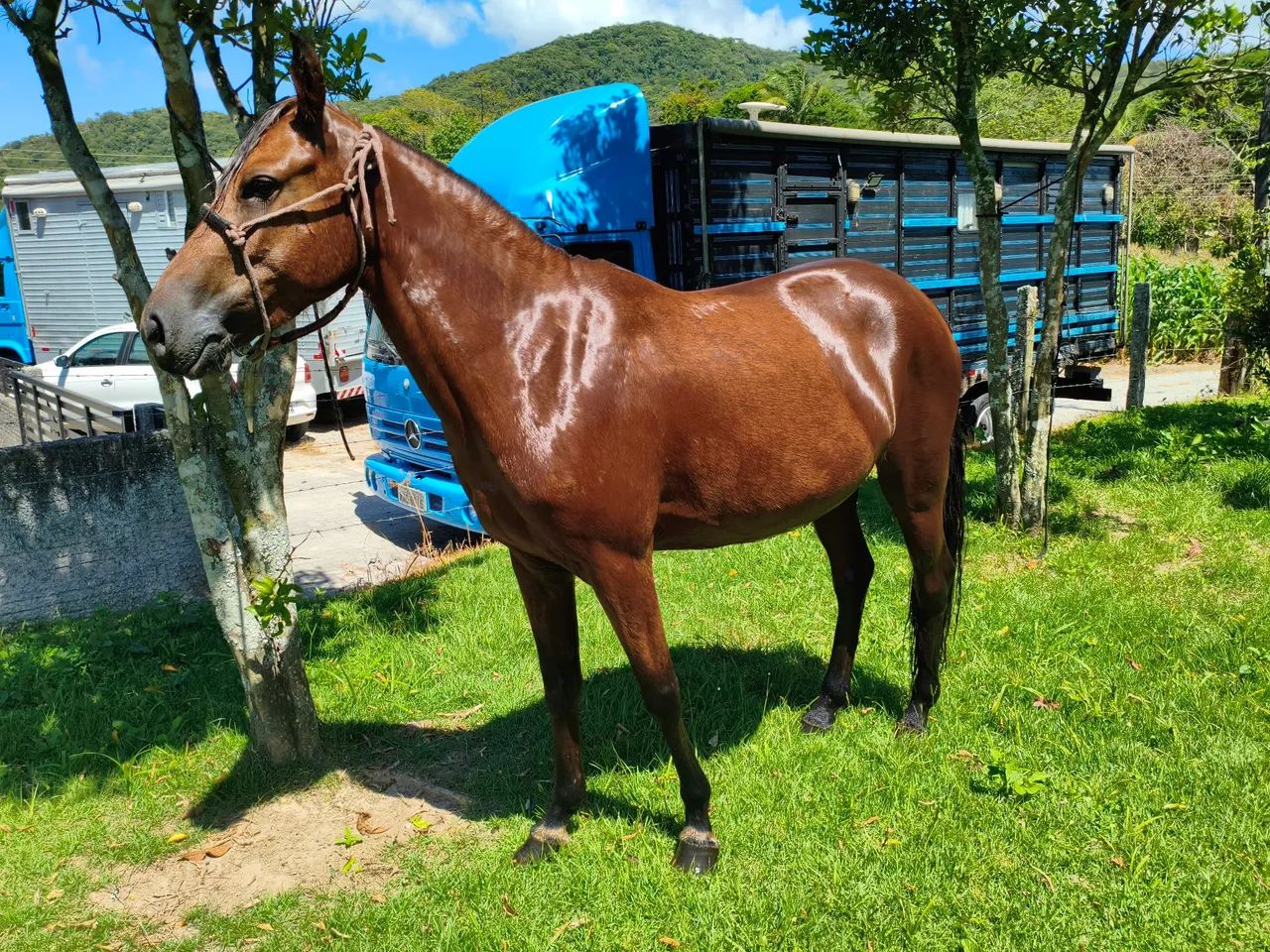 POTRA de marcha Picada  - Foto 6