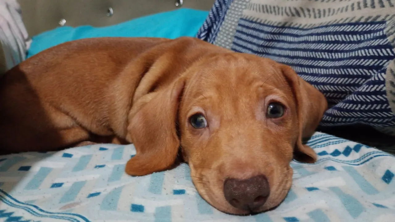 Filhote de Dachshund Macho - alerquim caramelo de olhos ?