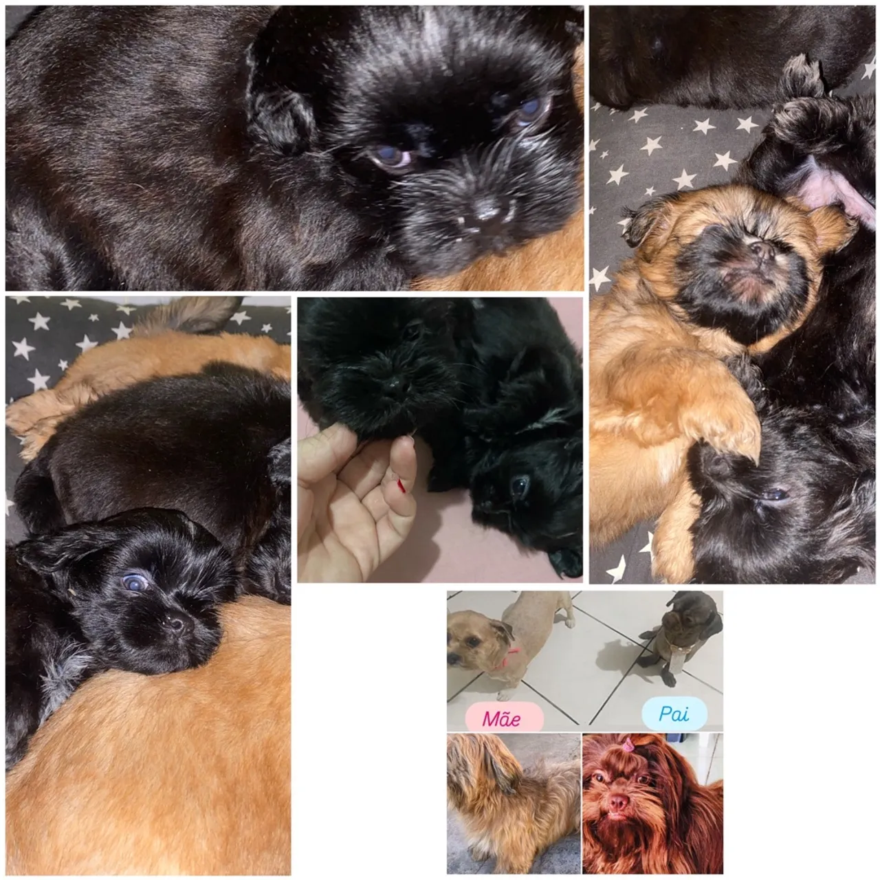 Filhotes de Shih Tzu 