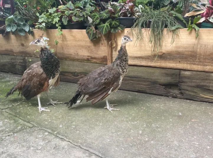 Galo e galinha, casal pavão para venda  - Foto 2