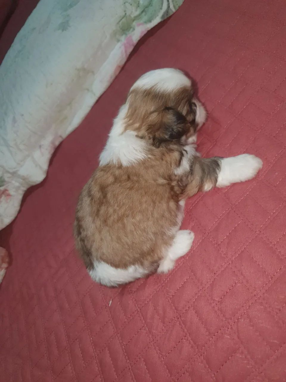 Filhote Shih Tzu - Foto 4