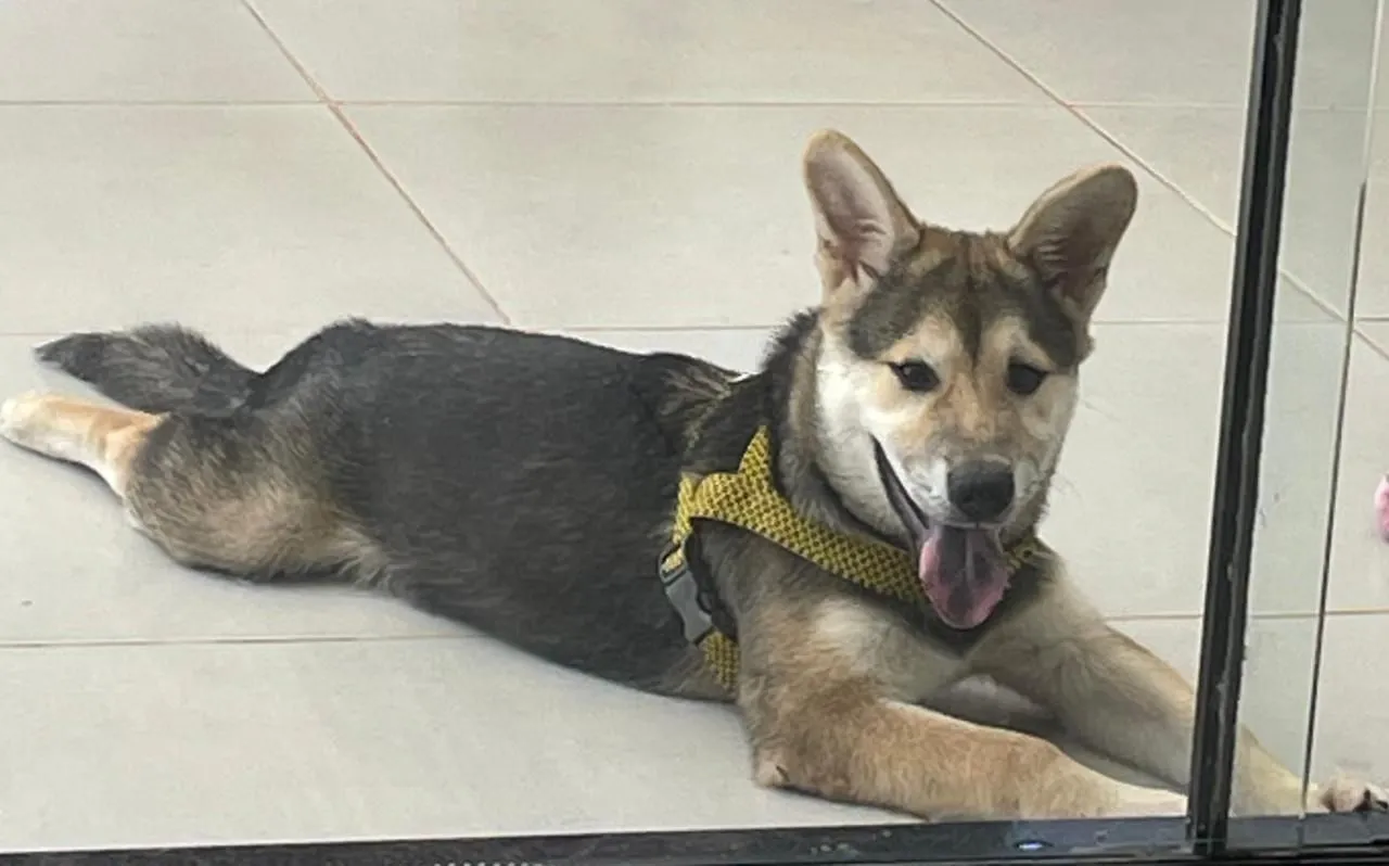 Vendo husky siberiano com mistura de chowchow