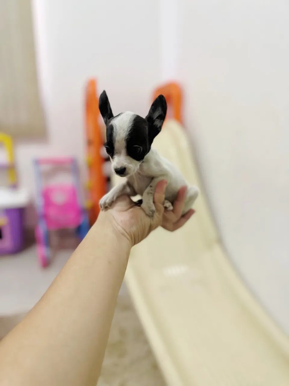 Pinscher fêmea mini 