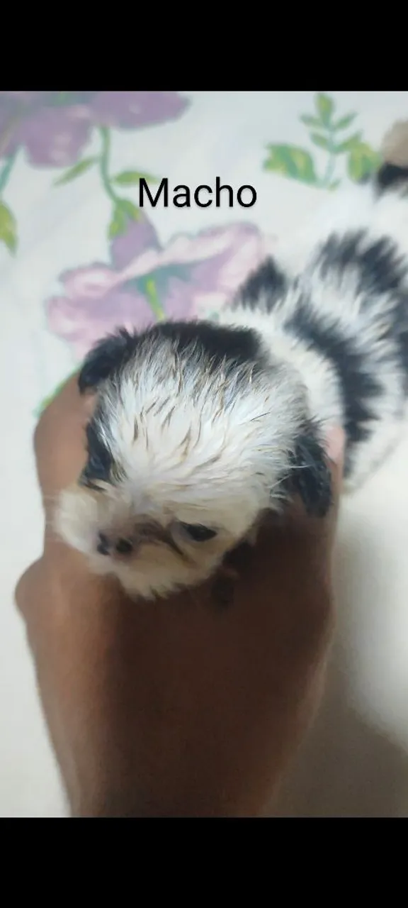 Filhote Shih Tzu Macho
