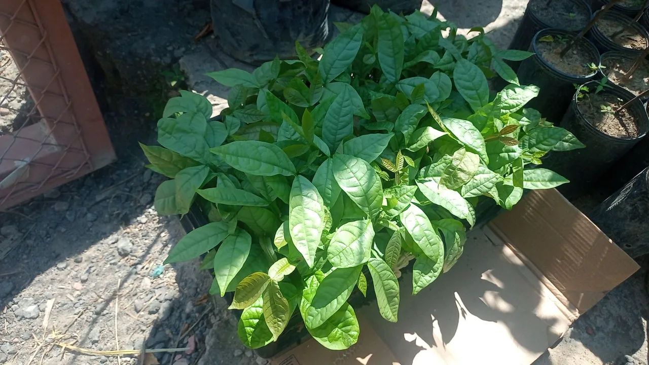 Vendo mudas frutíferas de pequeno porte  - Foto 3