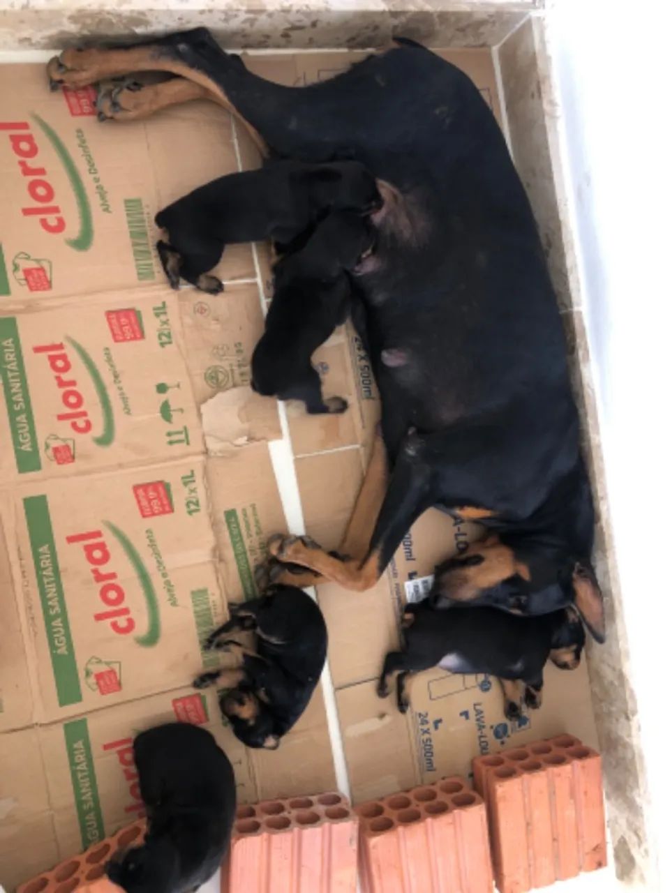 Filhotes puros da raça DOBERMAN - Foto 6