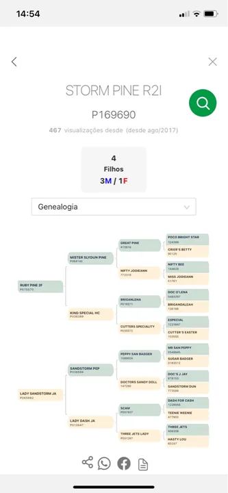 Coberturas a venda, Garanhão Quarto de Milha - Foto 6