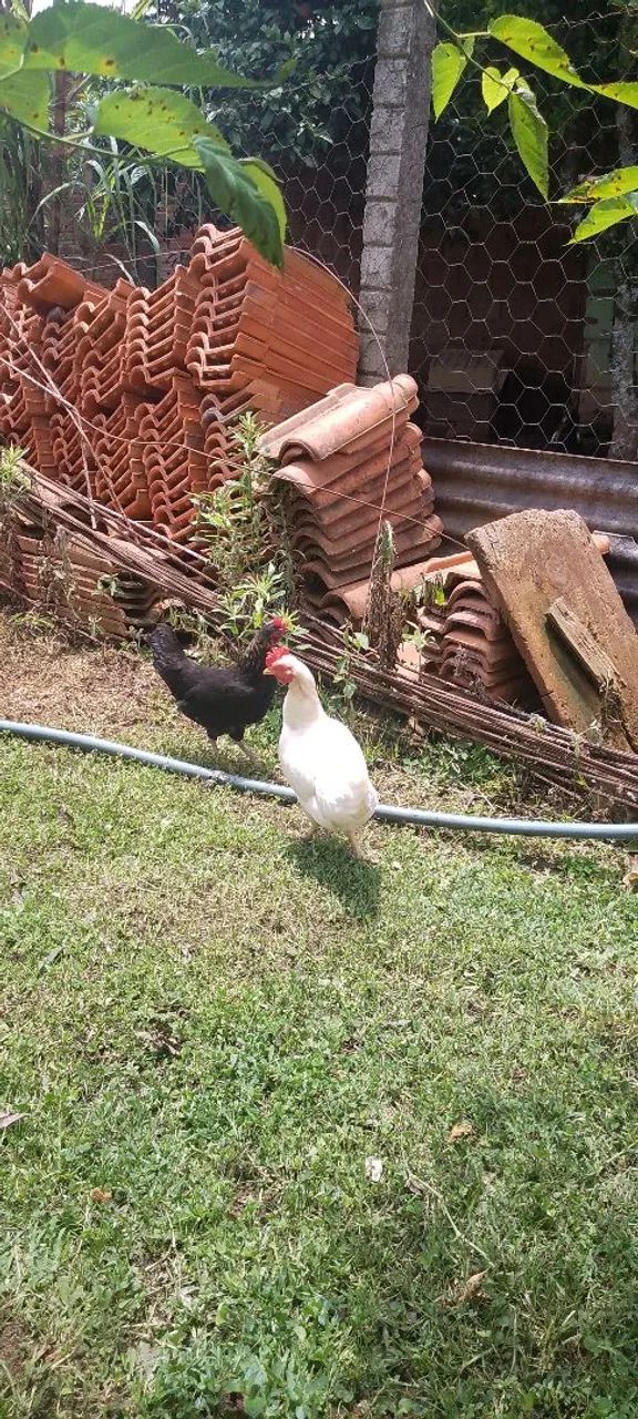 Míni galizes  - Foto 6