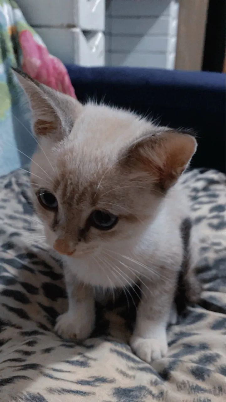 Gatinho disponível para adoção - Foto 2