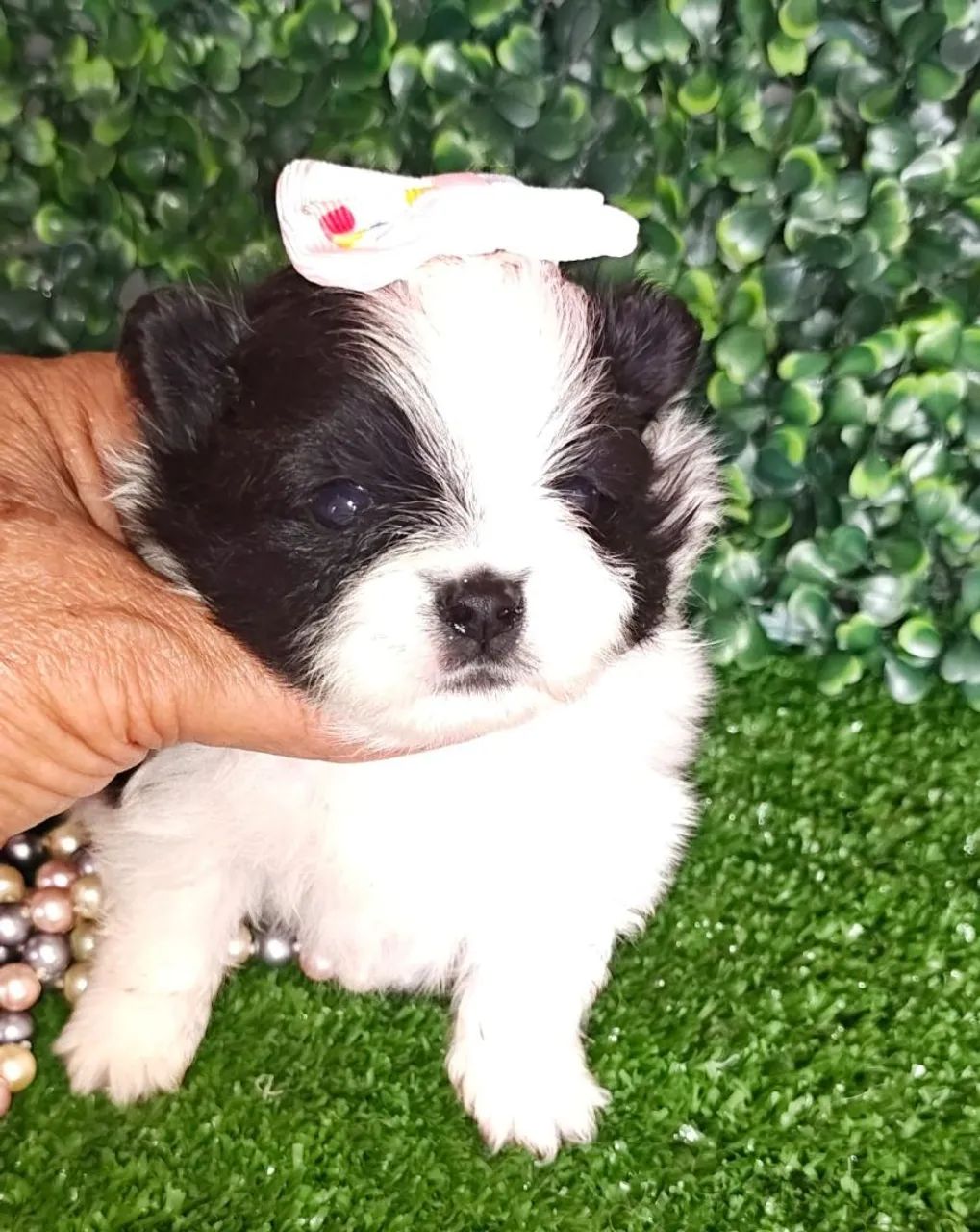 Spitz Alemão fêmea branco e preto para reserva 