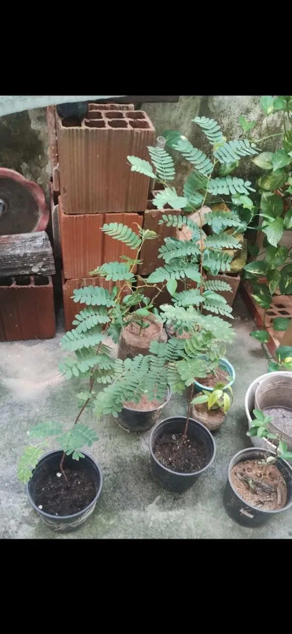 Mudas de Tamarindo