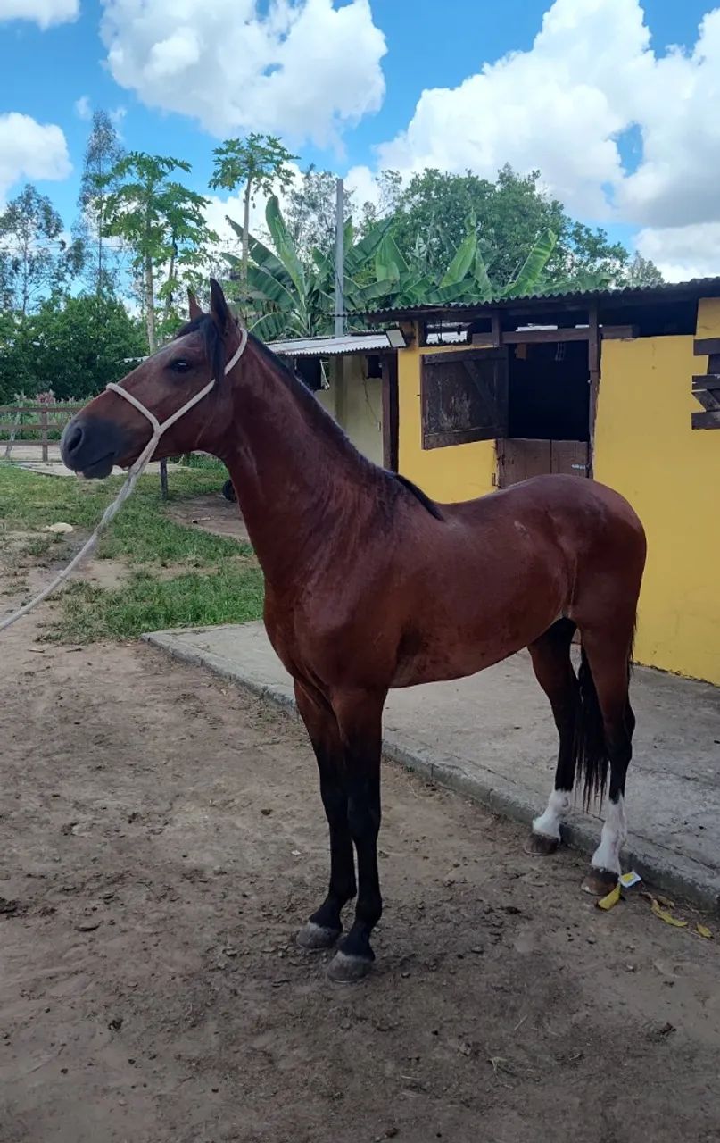 Cavalo Garanhão Mangalarga Machador Lindo 4 Anos Registrado  - Foto 2