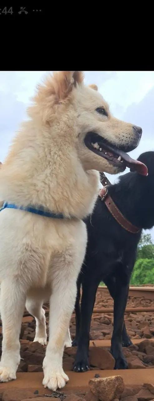 Cachorro de porte médio para adoção - Foto 3