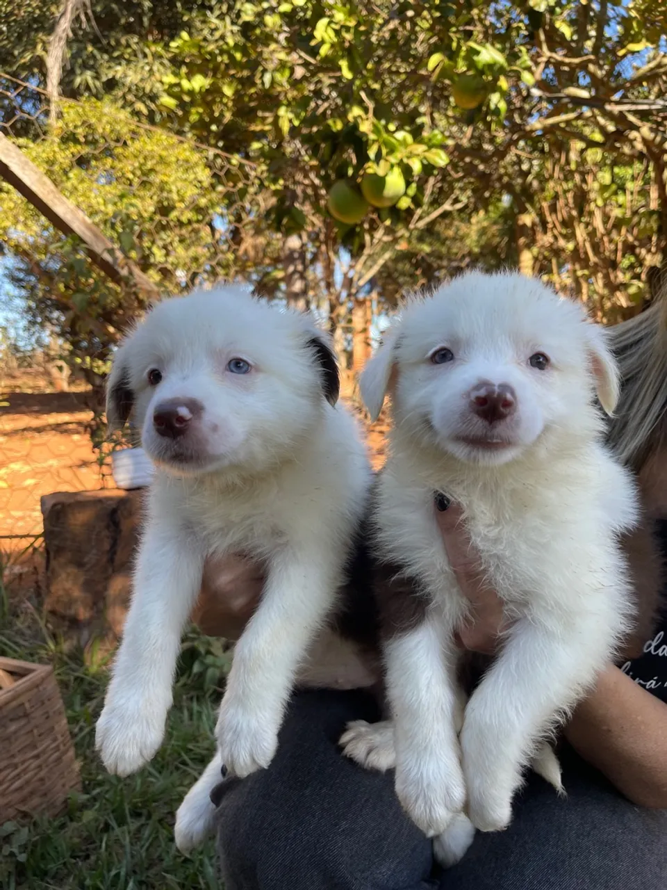 Filhotes Border Collie