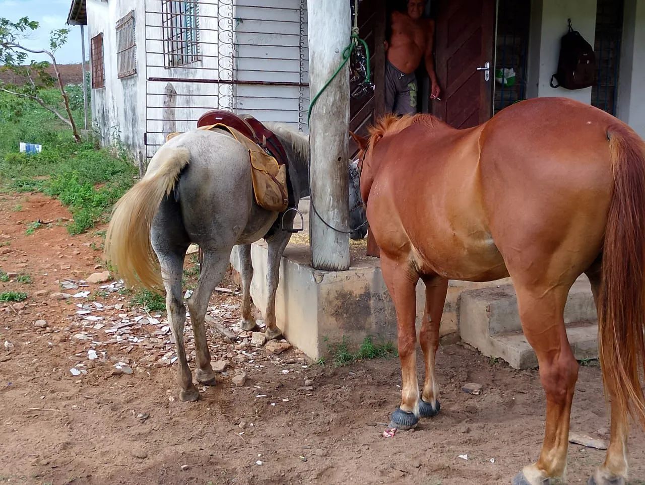 Cavalo Quarto de Milha para venda - Foto 2