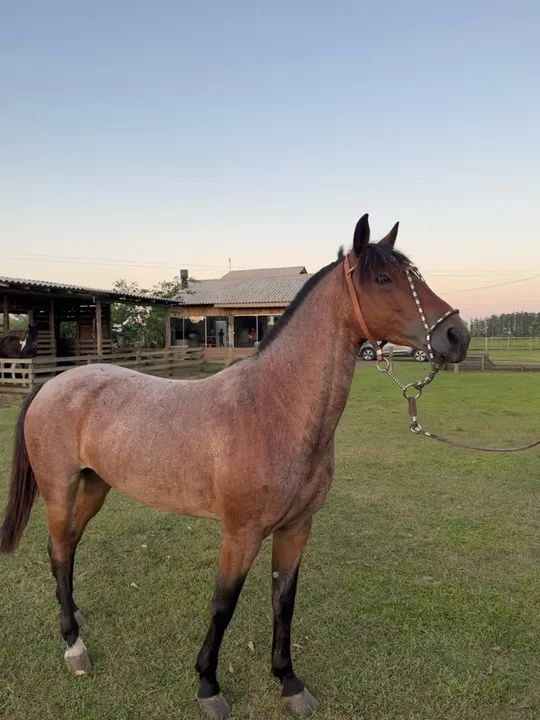 Cavalo crioulo Rusilho