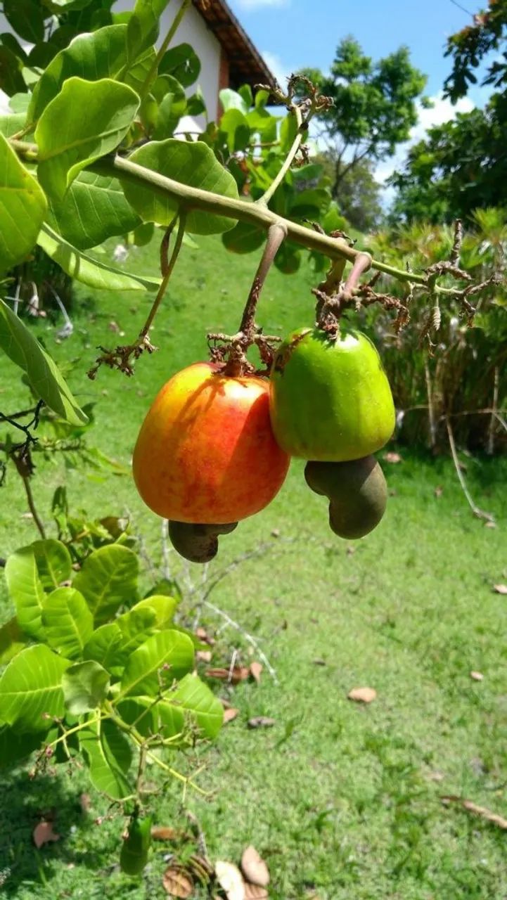 Frutifera Mudas de Cajú comum - Foto 2