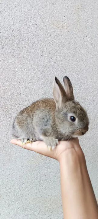 Coelho filhote de raça  - Foto 2