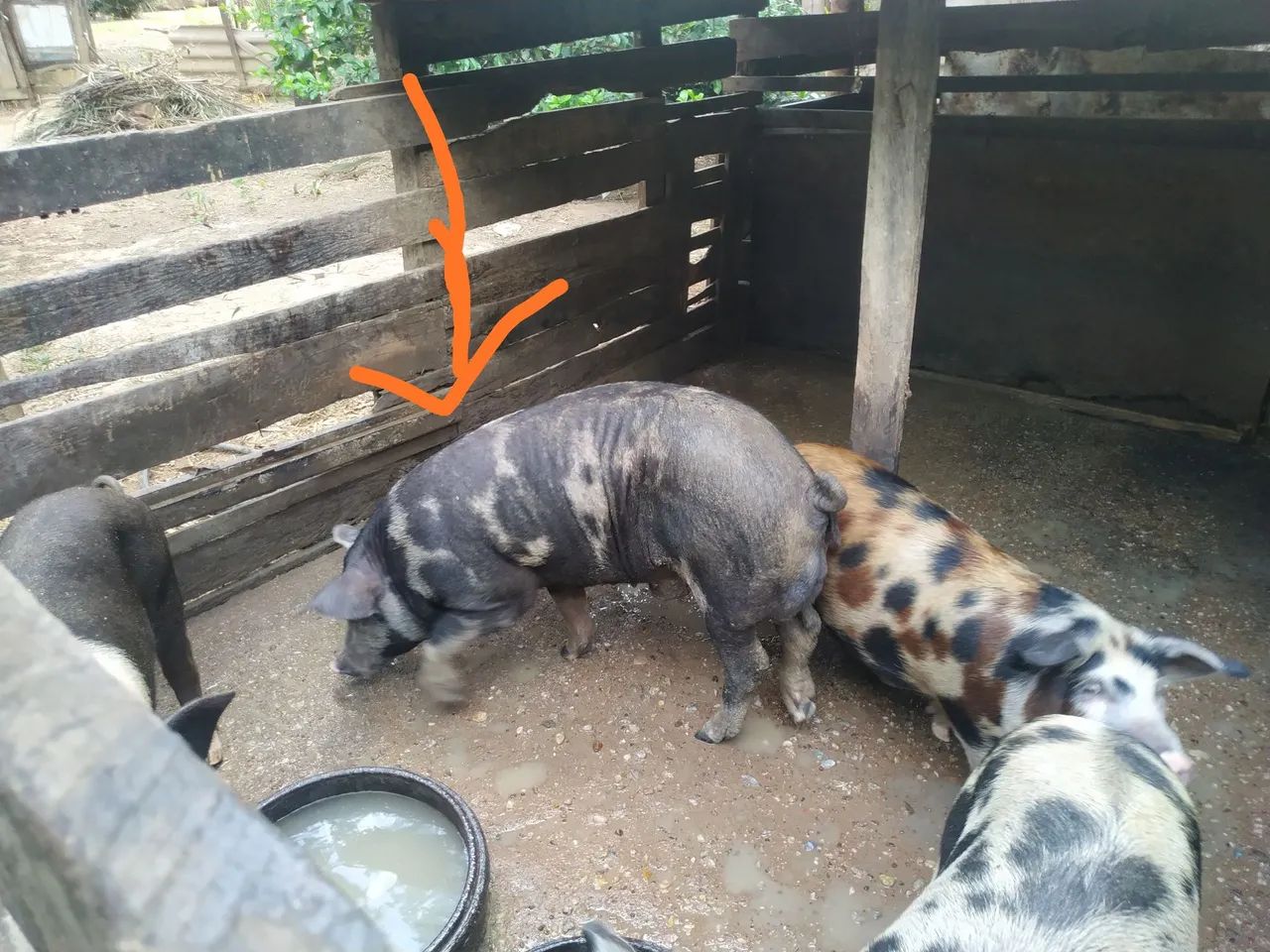 Porco inteiro grande.. novo  - Foto 6