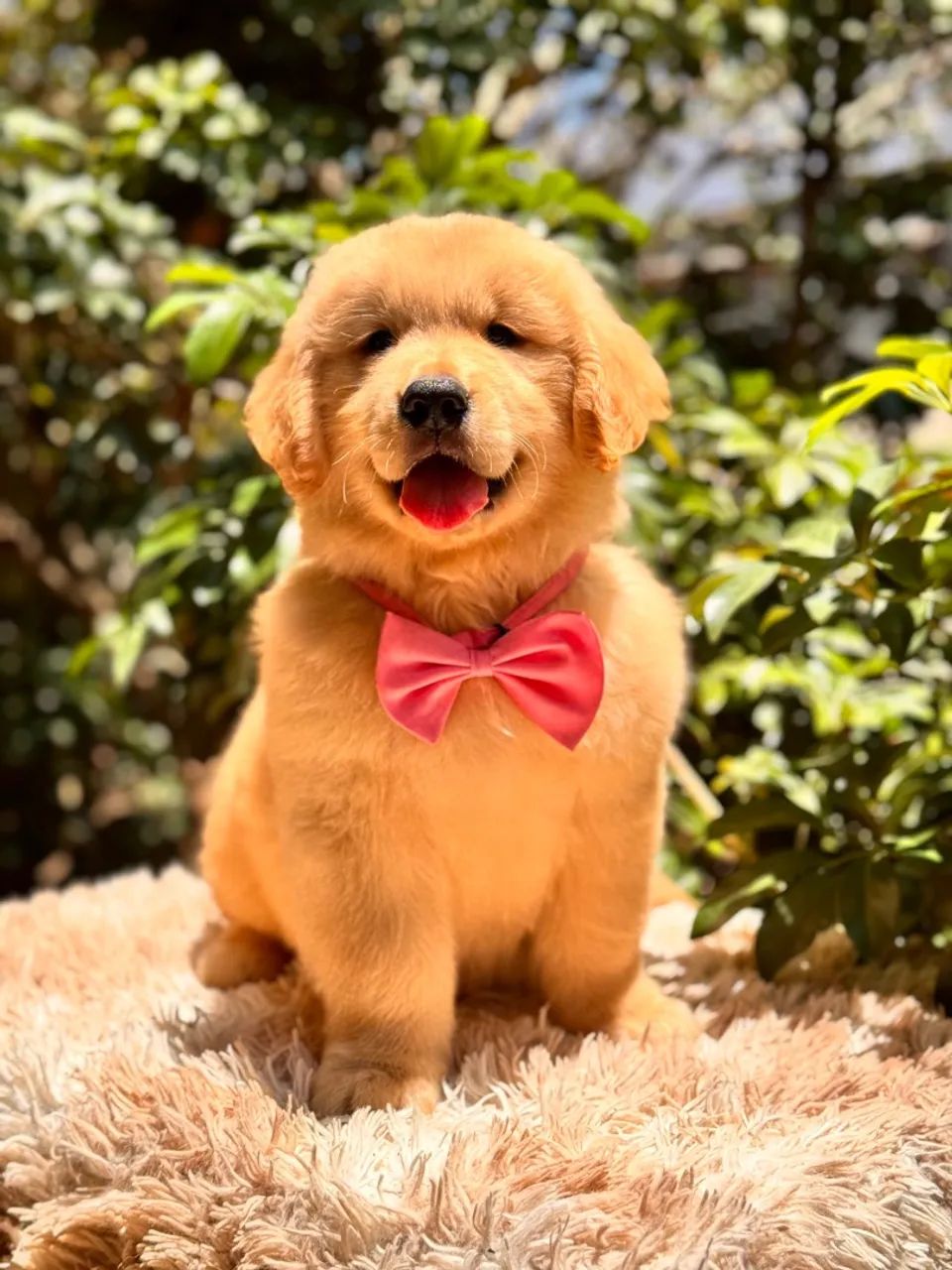 *golden retriever  - Foto 3