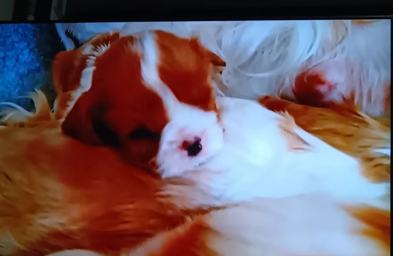 Cavalier King Charles spaniel - Foto 3