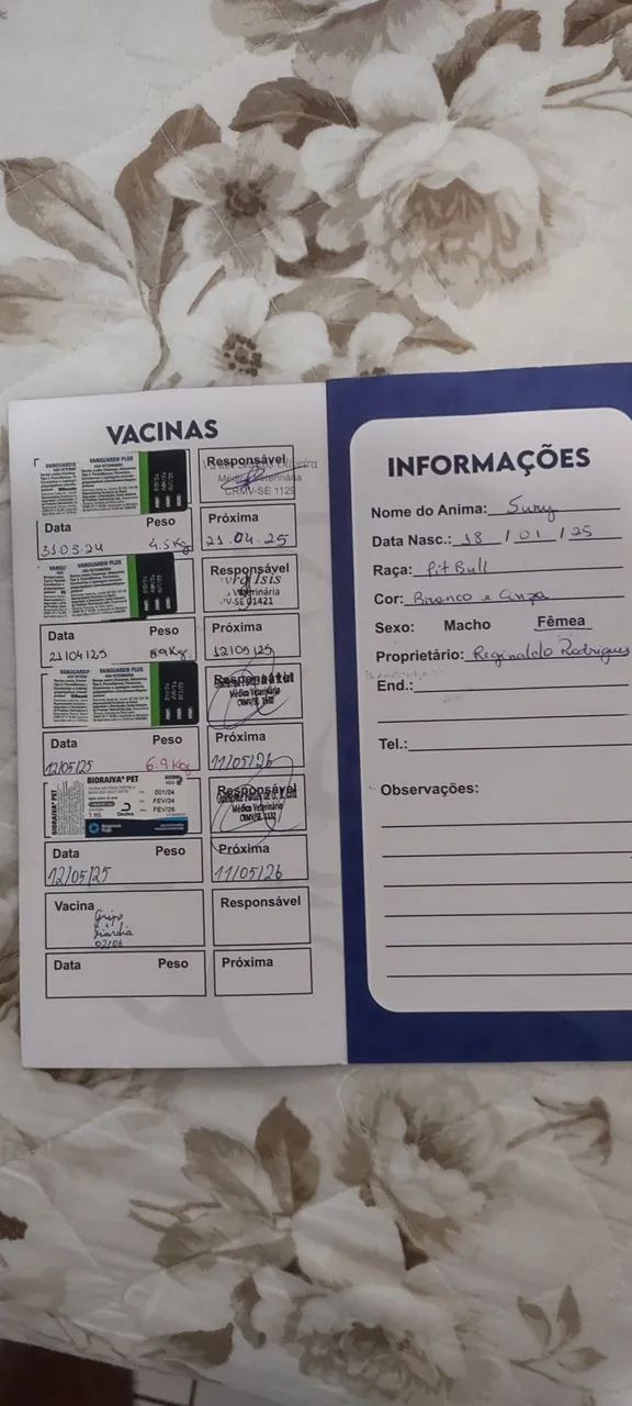 Vende-se uma filhote de Pitbull 