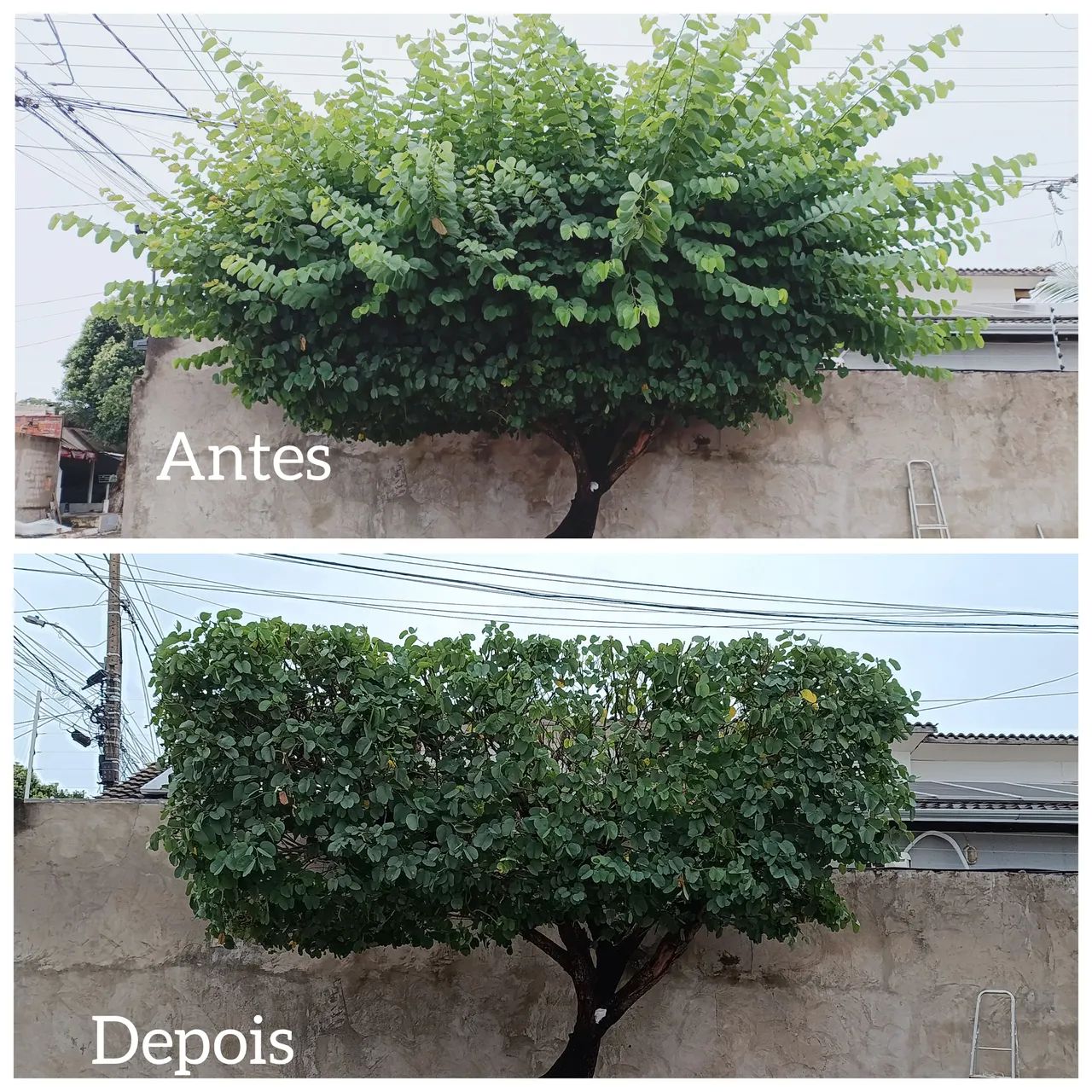 Jardinagem / jardineiro - Foto 3