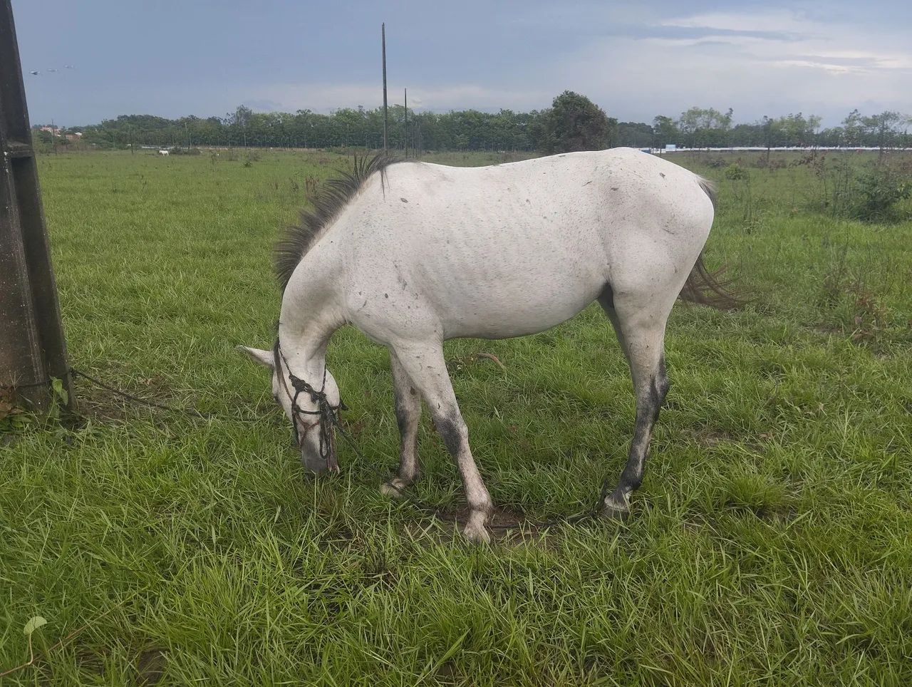 Cavalo branco para venda - Foto 3