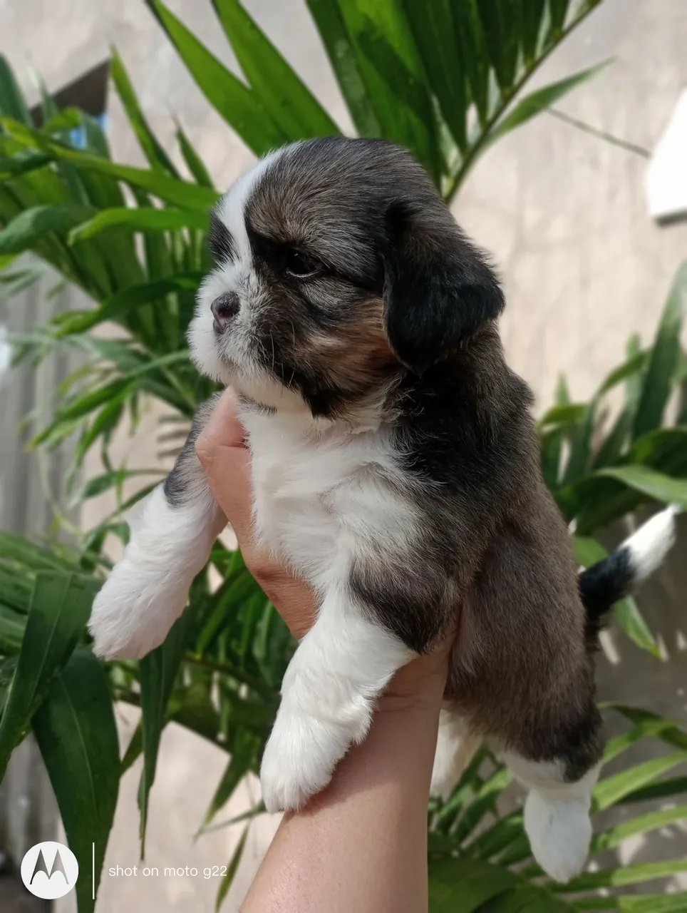 Filhote Shih Tzu disponível pra venda uma fêmea já tá com um mês de vida