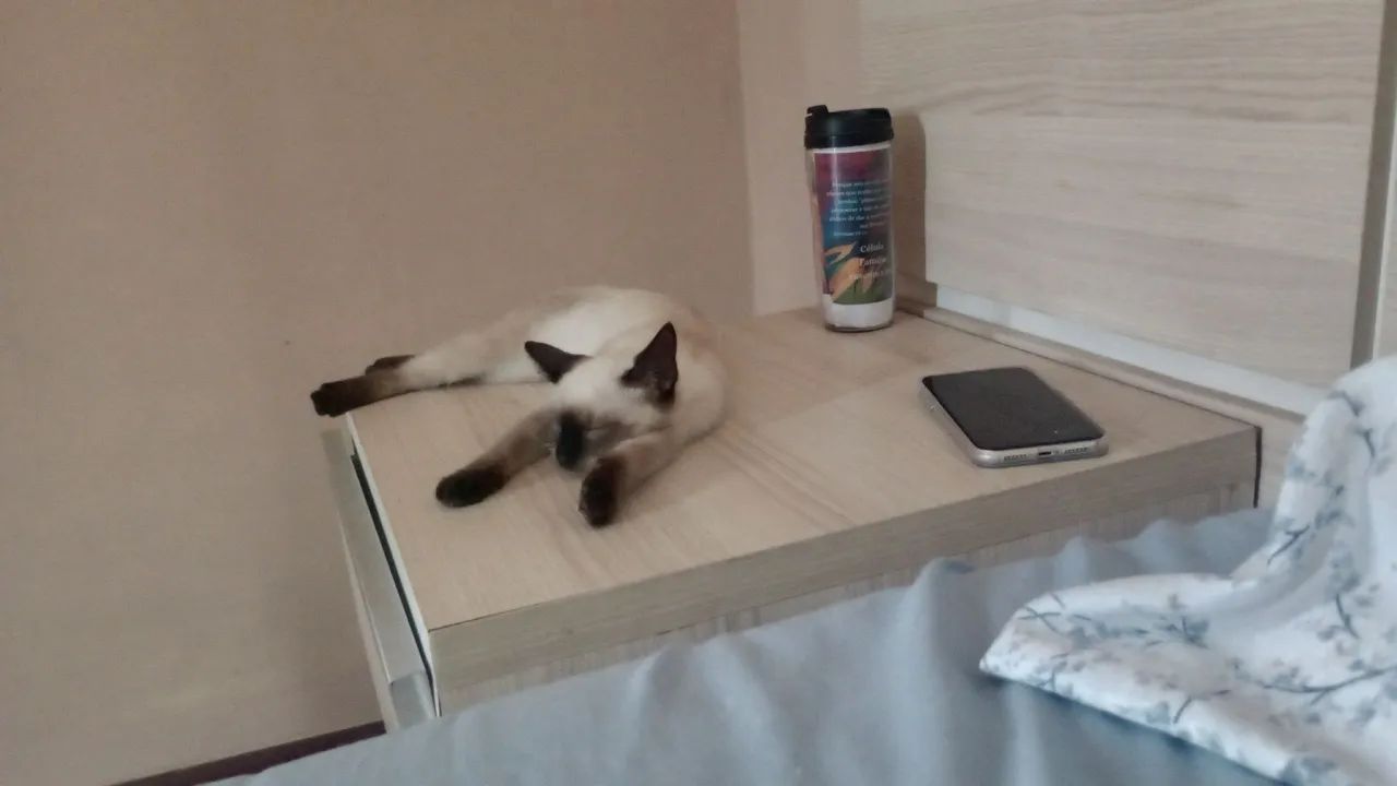 Gatinha Siamês disponível para adoção - Foto 4